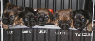 Puppies with names