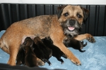 Mother and puppies
